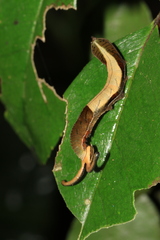 Dichorragia nesimachus