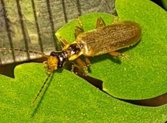 Asiopodabrus