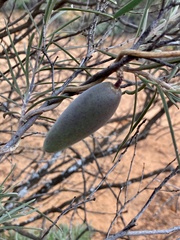 Leichhardtia australis