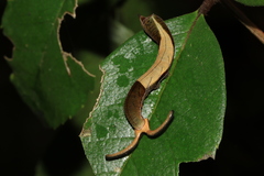 Dichorragia nesimachus