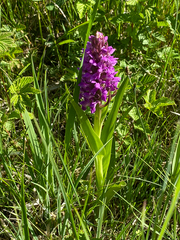 Dactylorhiza incarnata incarnata