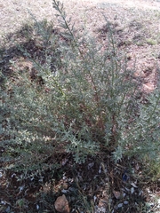 Laggera