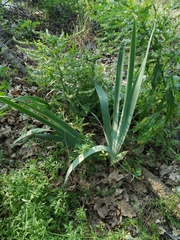 Iris × hybrida