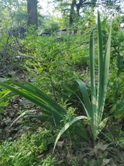 Iris × hybrida