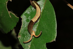 Dichorragia nesimachus