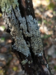 Parmelina carporrhizans