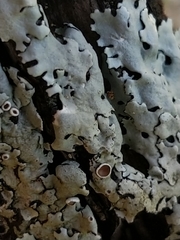 Parmelina carporrhizans