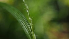Carex strigosa