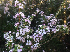 Coleonema pulchellum