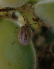 Dolycoris baccarum