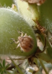 Dolycoris baccarum