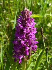 Dactylorhiza incarnata incarnata