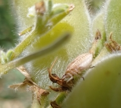 Dolycoris baccarum