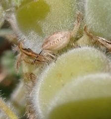 Dolycoris baccarum