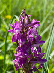 Dactylorhiza incarnata incarnata