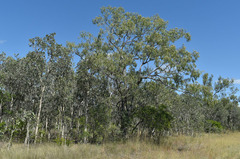 Corymbia polycarpa