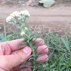 Pseudognaphalium viscosum