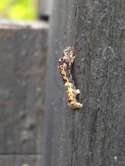 Plesiomorpha flaviceps