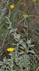 Helichrysum umbraculigerum