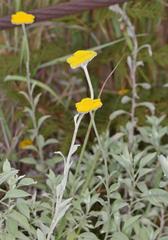 Helichrysum umbraculigerum
