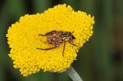 Helichrysum umbraculigerum