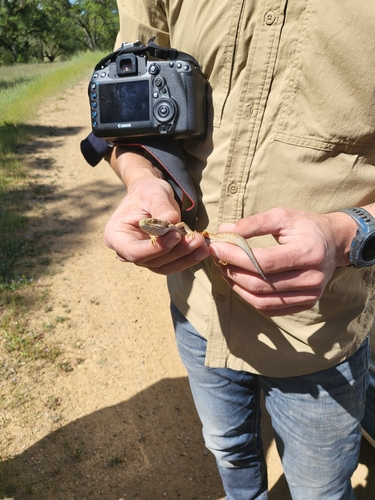 iNaturalist observation photo of Southern Alligator Lizard