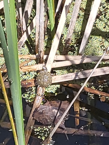 iNaturalist observation photo of Northwestern Pond Turtle