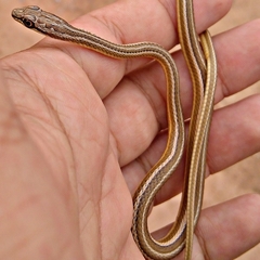 Psammophis schokari