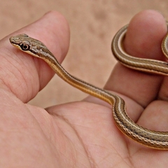 Psammophis schokari