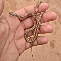 Psammophis schokari