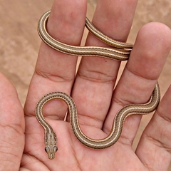 Psammophis schokari