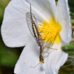 Xanthostigma