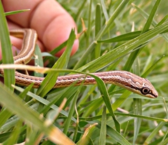 Psammophis schokari