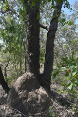 Corymbia polycarpa