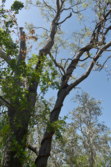 Corymbia polycarpa