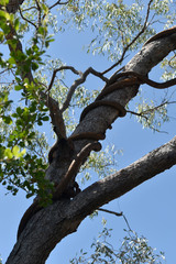 Corymbia polycarpa
