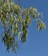 Corymbia polycarpa