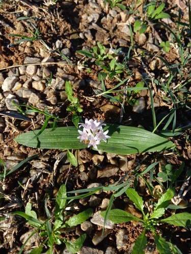 Image of Lachenalia ensifolia by (c) Christiaan Viljoen, some rights reserved (CC BY)