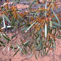 Eucalyptus leptophylla