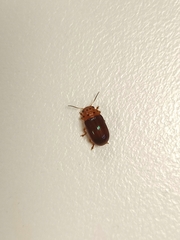 Platymela sticticollis