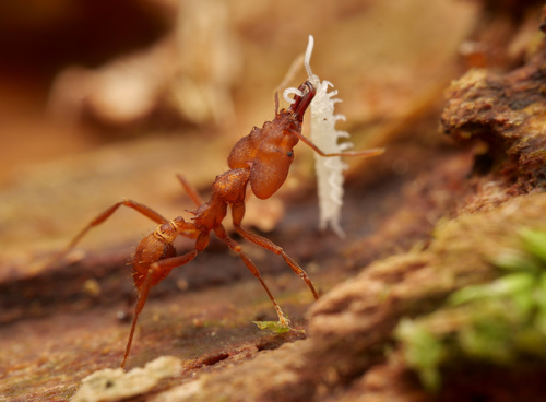 Strumigenys loriae