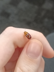 Platymela sticticollis