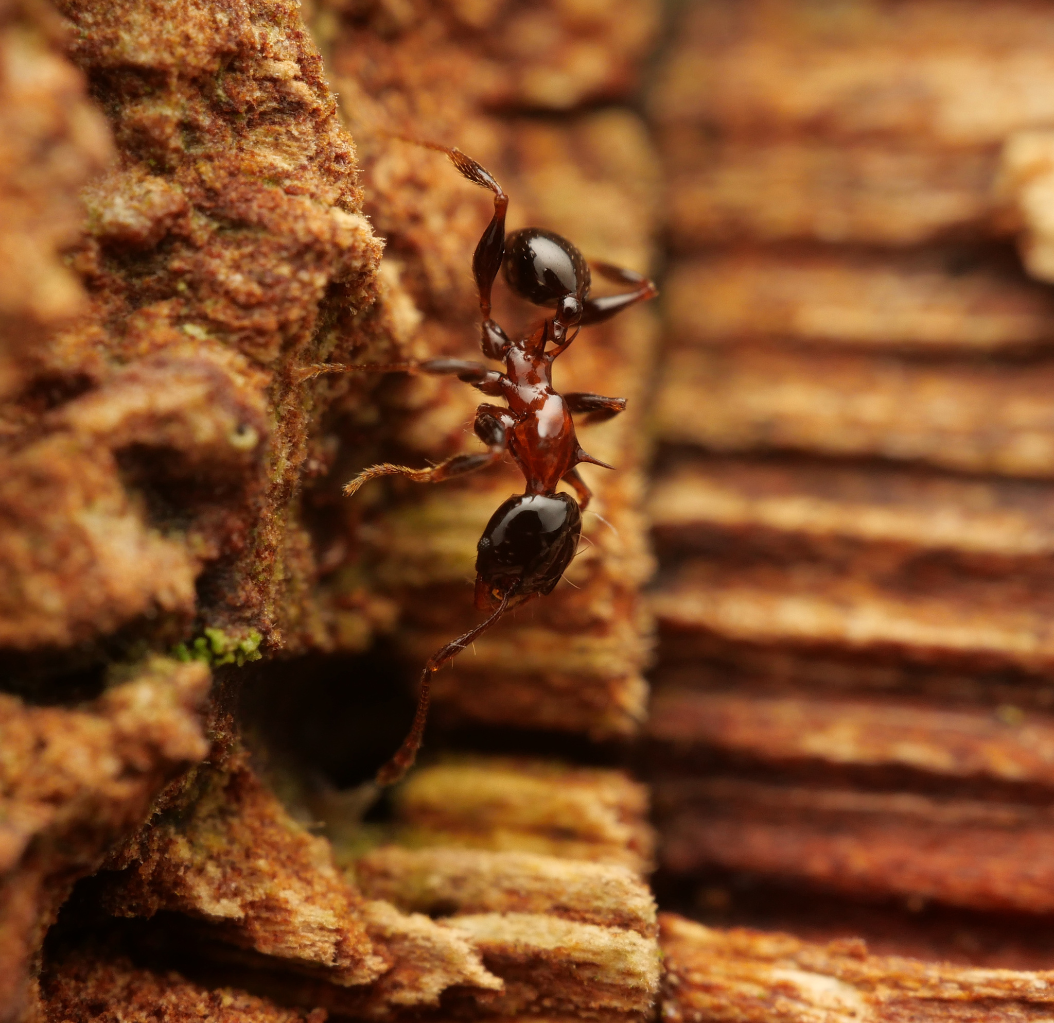 Pheidole tricolor