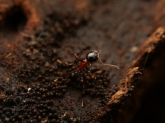 Pheidole tricolor