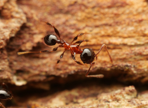 三色大头蚁Pheidole tricolor