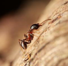 Pheidole tricolor