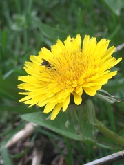 Lasioglossum