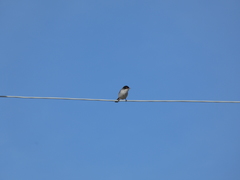 Curruca melanocephala