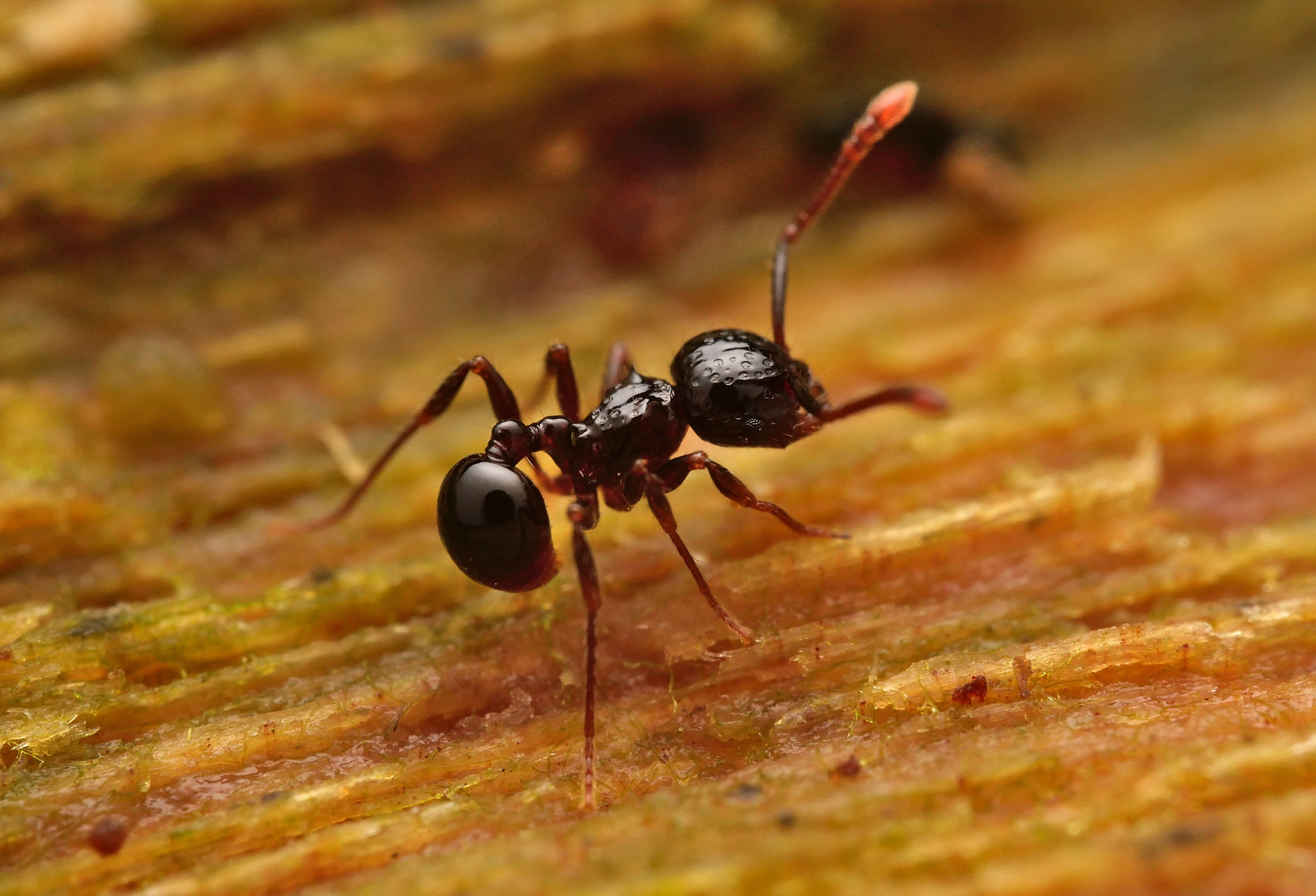 Pristomyrmex quadridens