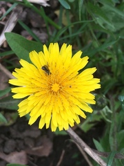 Lasioglossum